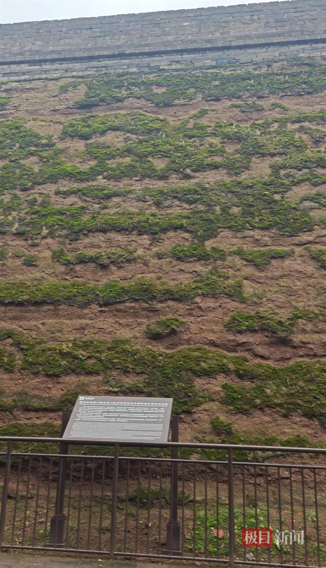 蘑菇大雁塔受潮城墙布满青苔气象局解释成因麻将胡了试玩西安连续一个多月降雨遍地长(图2)