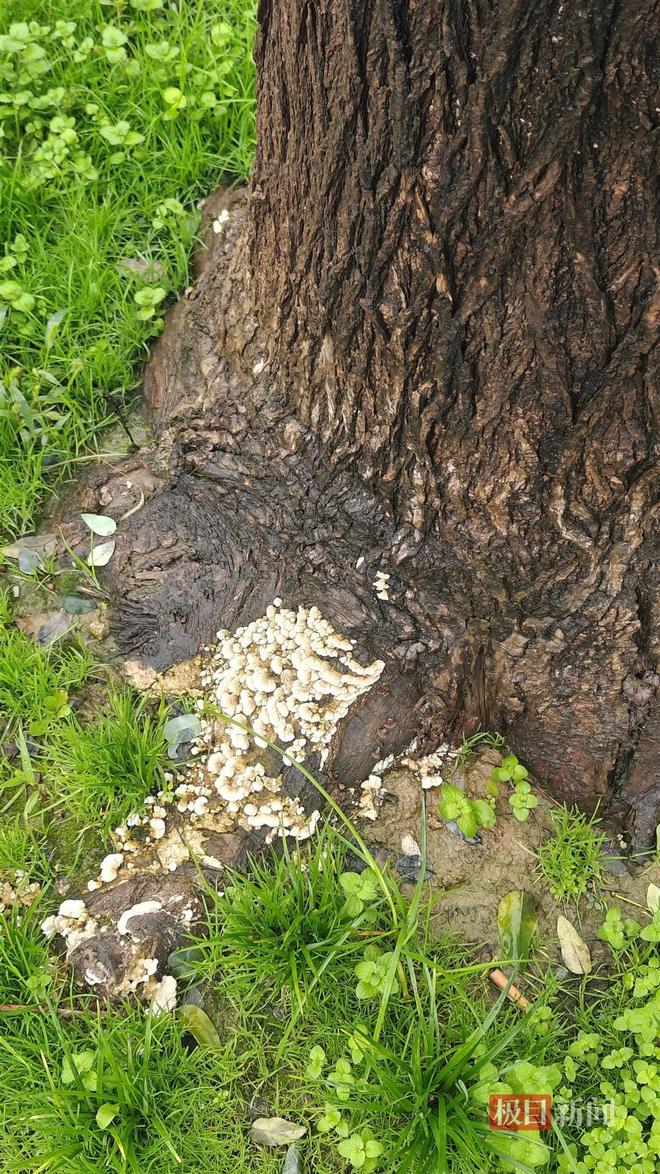 蘑菇大雁塔受潮城墙布满青苔气象局解释成因麻将胡了试玩西安连续一个多月降雨遍地长