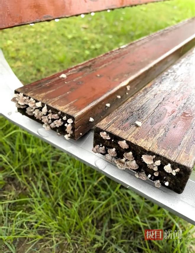 蘑菇大雁塔受潮城墙布满青苔气象局解释成因麻将胡了试玩西安连续一个多月降雨遍地长(图5)