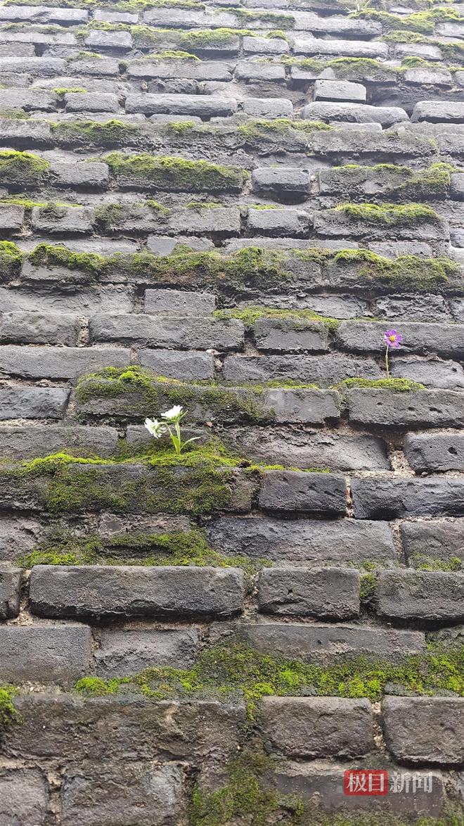 蘑菇大雁塔受潮城墙布满青苔气象局解释成因麻将胡了试玩西安连续一个多月降雨遍地长(图4)