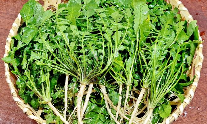 肝、二明目、三解毒鲜嫩营养包饺子真香麻将胡了2试玩网站冬天使劲吃这菜一护(图7) 肝、二明目、三解毒鲜嫩营养包饺子真香麻将胡了2试玩网站冬天使劲吃这菜一护(图7)